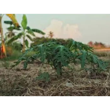 Naturally Papaya Plant